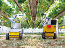 低コストで高精度なイチゴ収穫ロボットが登場！ AIが人手不足の農業を救う？