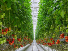 施設園芸のメリットや必要な設備は？ ハウス栽培を始めるためのポイントを解説