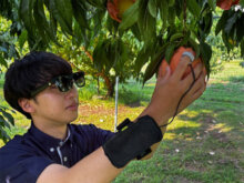 収穫最適期までの日数が一目でわかる！ 岡山県が開発した収穫支援システム「モモとろう」がアワード大賞
