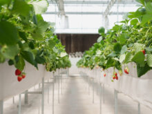 【異業種からの農業参入のススメ②】失敗しない7つのポイント